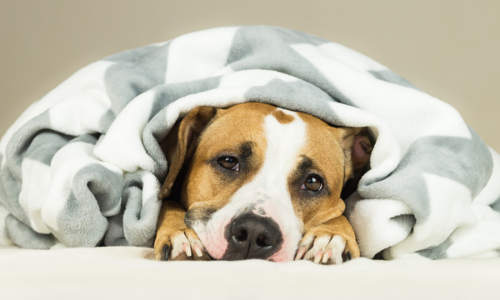 Dog wrapped in blanket