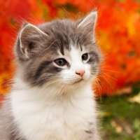 image of a cat. 