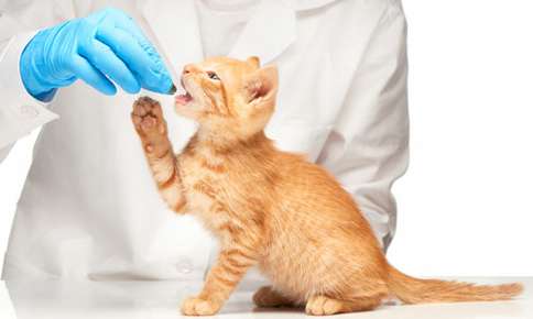 A picture of a veterinarian giving a small orange kitten a pill. 