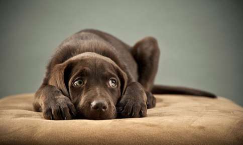 image of brown labrador puppy laying down 