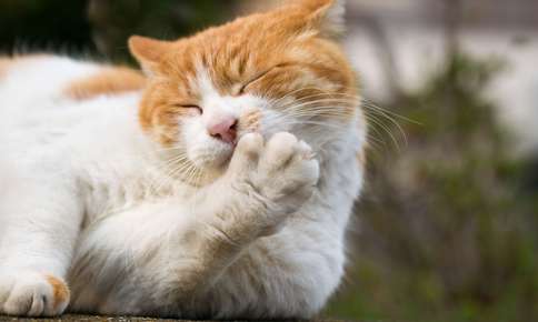 cat grooming