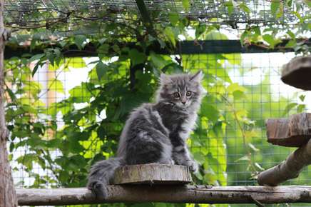 Cat in a cat enclosure outside. 
