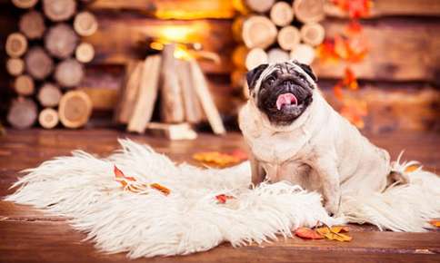 Pug on cozy fur rug with fall leaves. 