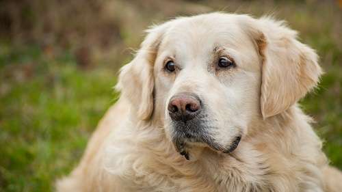 Image of an old dog. 