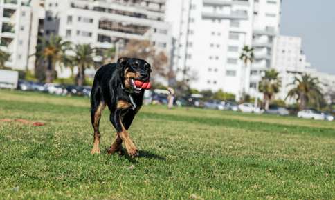 Dog running on grass. 