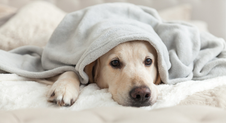 Sick dog laying under blanket