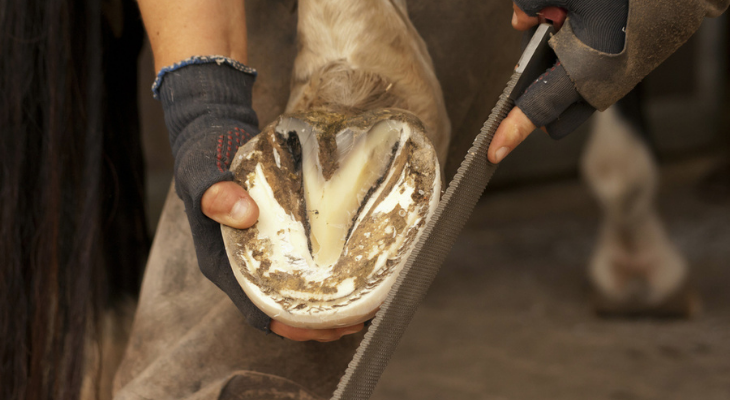 Farrier working on horse hooves