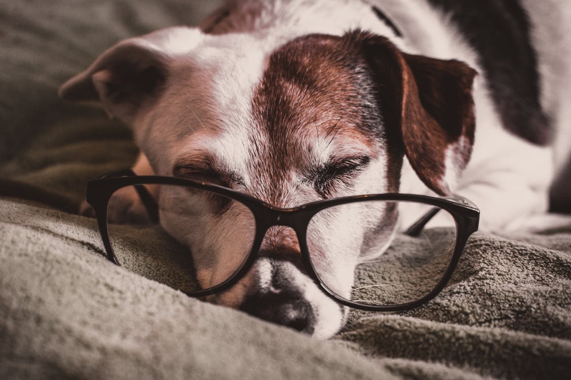 White and Brown Dachshund With Black Framed Eyeglasses White and Brown Dachshund With Black Framed Eyeglasses