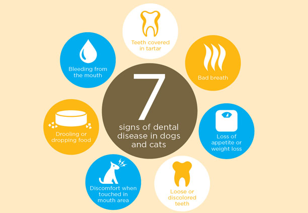VPI Offers Tips to Protect Your Pet's Pearly Whites