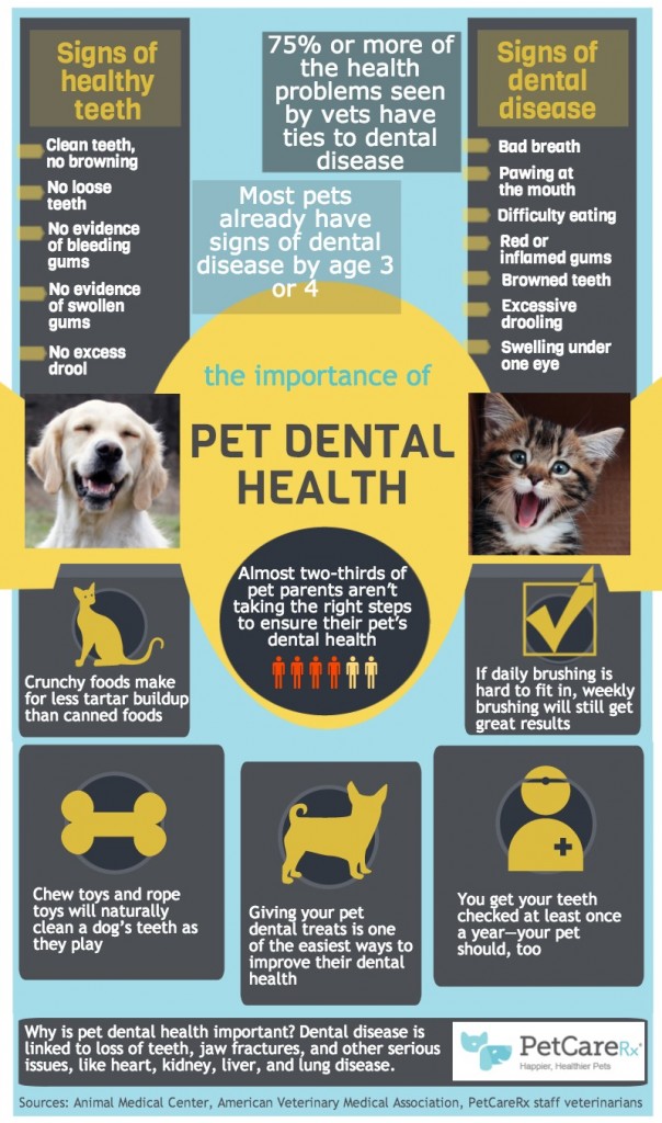 Image result for pet dental month